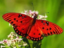 Nature Jigsaw Puzzle Butterfly